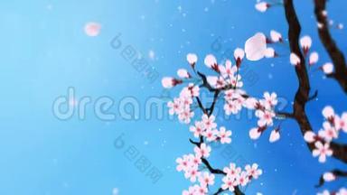 樱花盛开。 樱桃树枝。 樱花粉红色.. 樱花蓝背景.. CG循环动画。